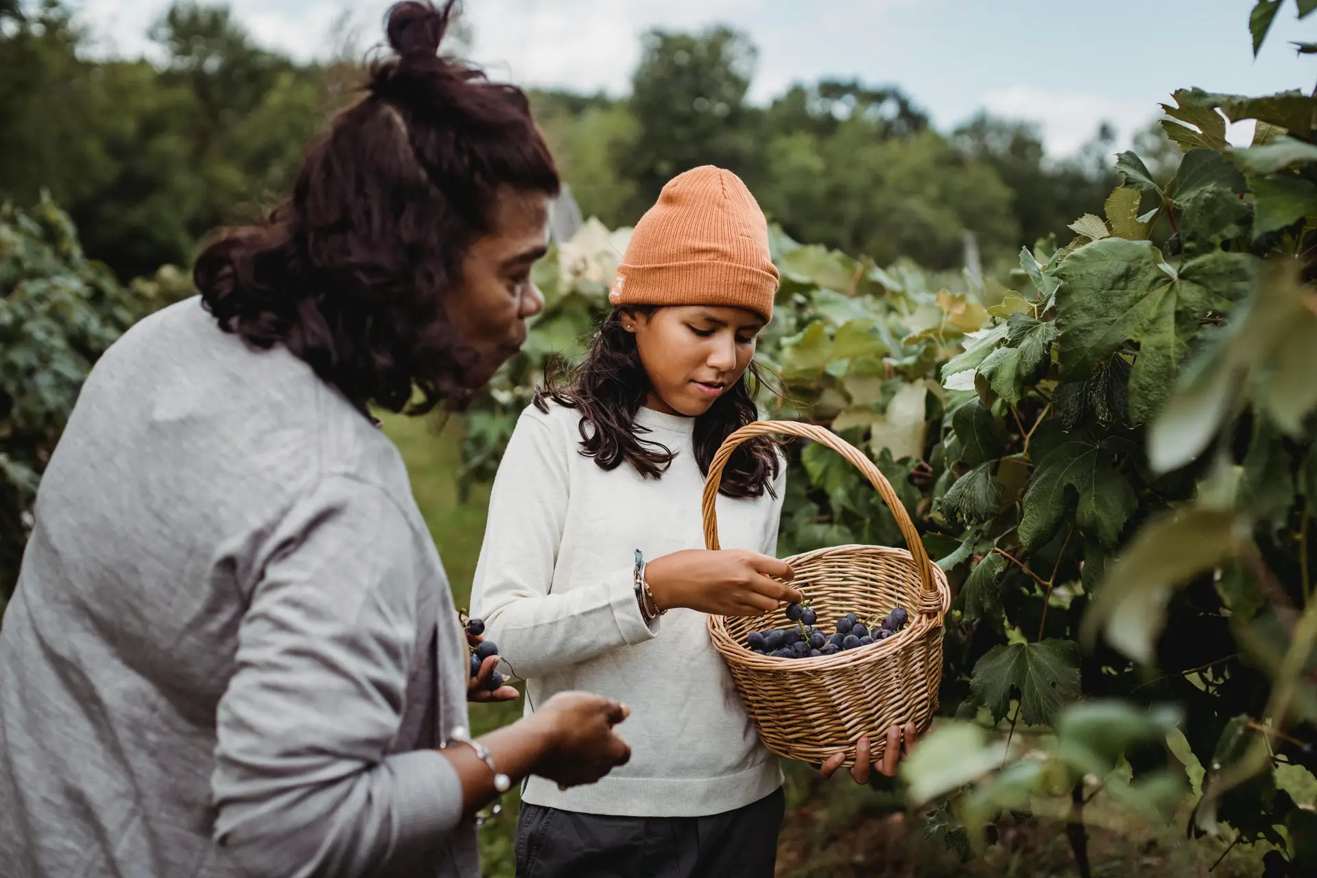 Seeds of the grapes have Anti-cancerous Properties