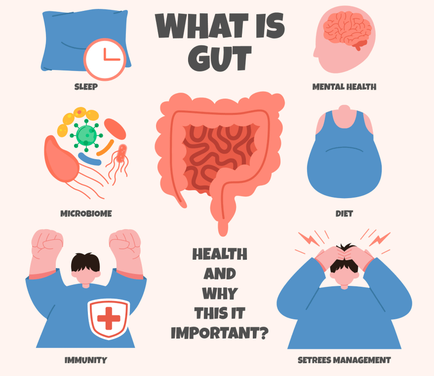 Infographic explaining gut health, its functions, and why it matters.