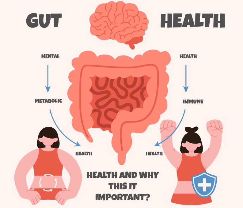 Illustration of the digestive system highlighting gut health importance.